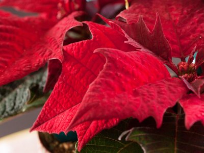 Julestjerner - så er der dømt jul