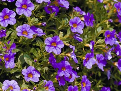 Renlige sommerblomster